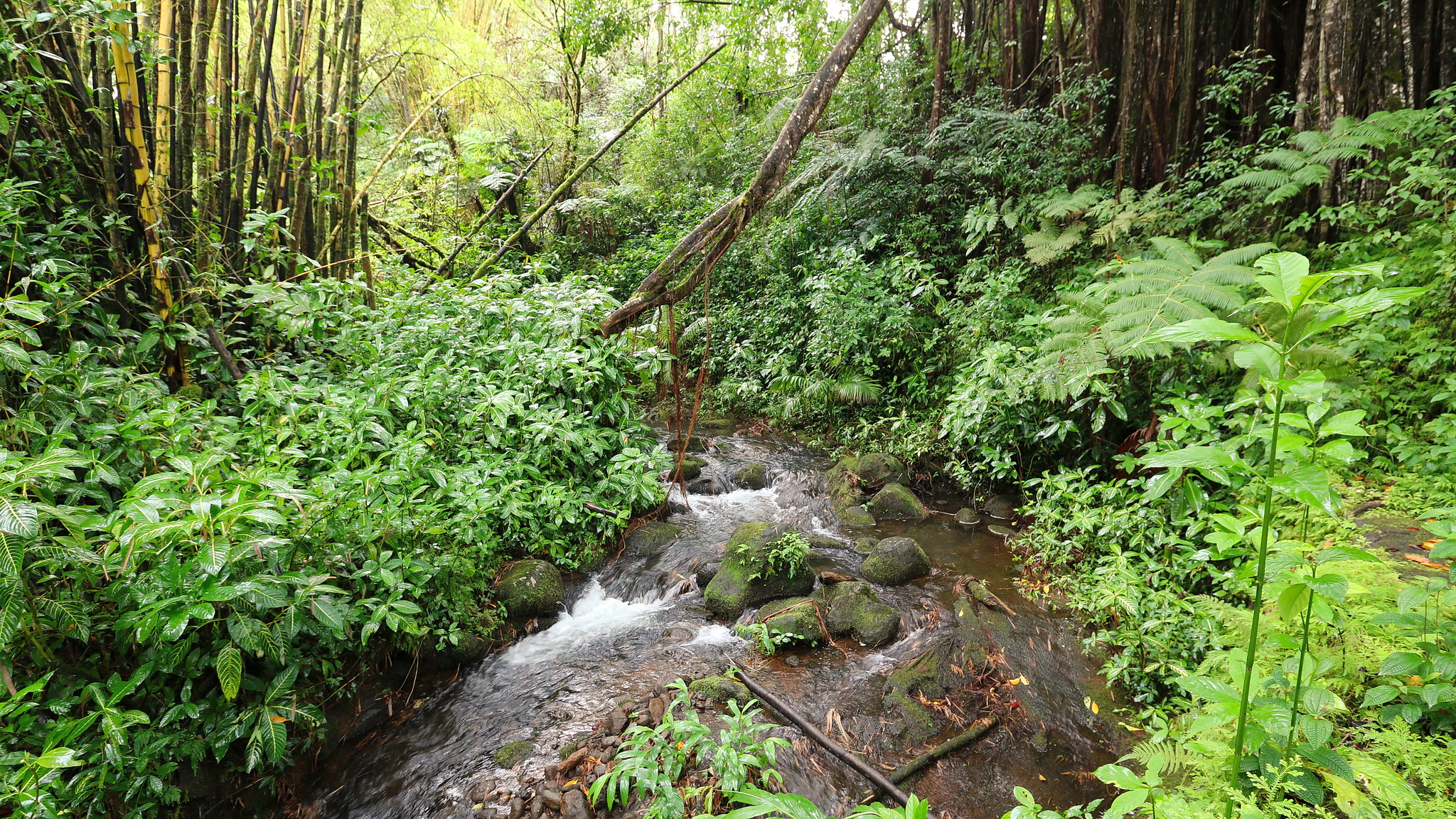 15 Things to do in Hilo, Hawaii