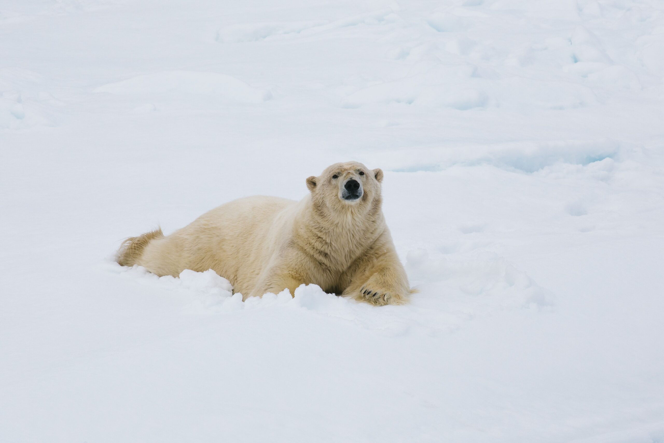 Travel trends 2022 New Wildlife Experiences for Gourmets